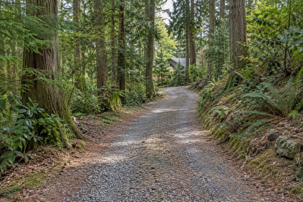 Gravel access lane through tall evergreen trees, with a modest house partly visible in the distance.