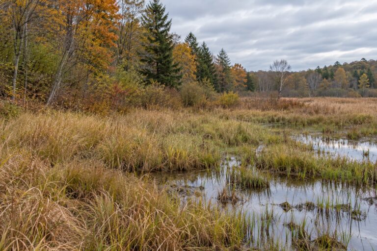 Illustration of a wet meadow with shallow water and an autumn woodland edge.