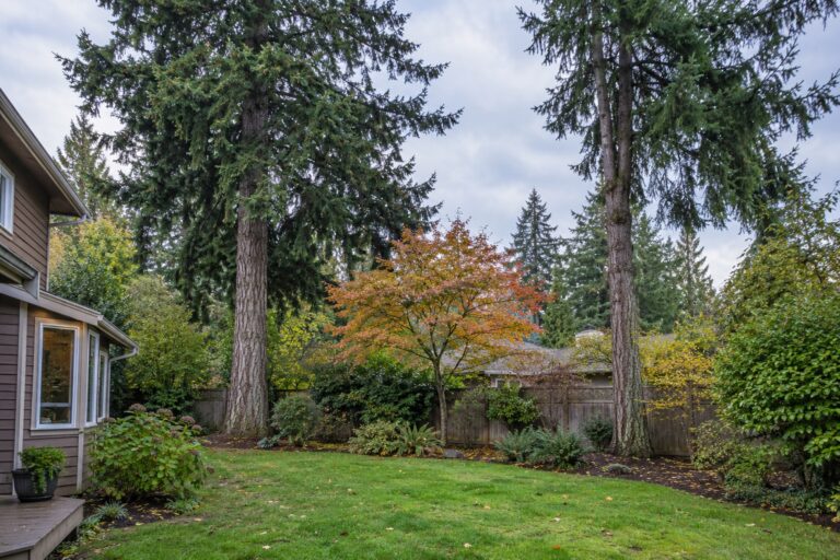 Illustration of mature trees in an established backyard beside a house.